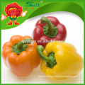 Orange color capsicum for South Korea Market